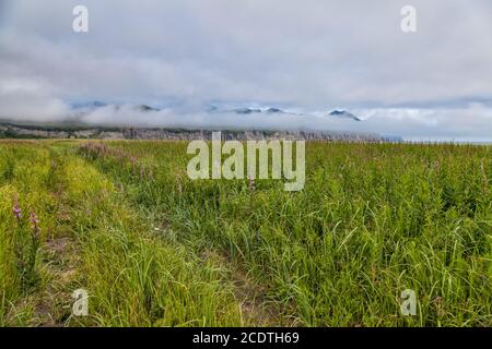 Flora Kamtschatkas. Wälder und Felder. Die Natur von Kamtschatka. Lan Stockfoto