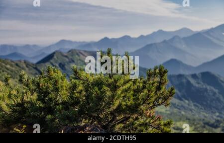 Flora Kamtschatkas. Wälder und Felder. Die Natur von Kamtschatka. Lan Stockfoto