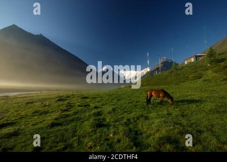 Pferd unter grüne Gras in der Natur. Braunes Pferd. Weidende Pferde im Dorf Stockfoto