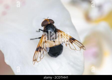 Große Pied Hoverfly, Volucella pellucens, auf einer Lilienblume, Inverurie, Aberdeenshire, Schottland, Großbritannien. Stockfoto