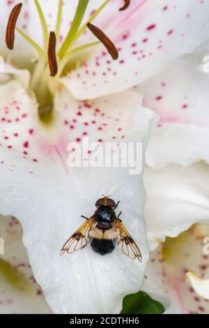 Große Pied Hoverfly, Volucella pellucens, auf einer Lilienblume, Inverurie, Aberdeenshire, Schottland, Großbritannien. Stockfoto