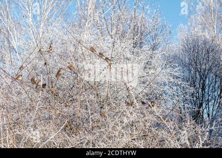 Spatzen auf dem frostigen Bush Filialen. Blau klar Winter sky, sonnigen Tag. Schönen winter Hintergrund. Stockfoto