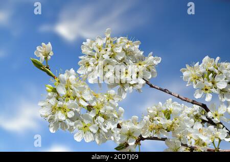Schöne weiße Kirschblüte auf einem blauen Himmel Hintergrund Stockfoto