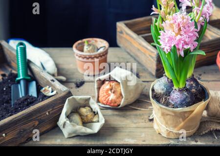 Garten- und Pflanzkonzept. Frau Hände Pflanzen Hyazinthe in Keramik Topf. Sämlinge Gartengeräte, Knollen (Zwiebeln) gladiolus a Stockfoto