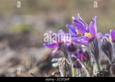 Schöne Frühling violette Blumen Hintergrund. Ostpasqueflower, Präriekrokus, Schnittblatt Anemone mit Wassertropfen.flache Tiefe Stockfoto