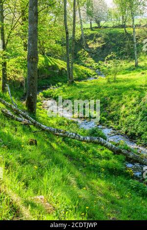 Ravin mit einem Bach und einem gefallenen Baum im Frühling Stockfoto