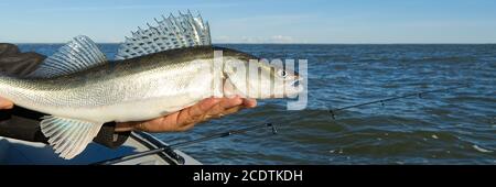 Fischer hält einen gefangenen Zander oder Zander in den Händen vor dem Hintergrund der Ostsee. Fishing Catch and Release Konzept. Zander über Freiheit. Stockfoto