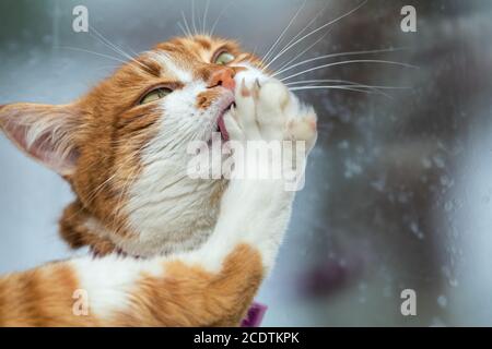 Süße weiß-rote Katze sauber die Pfoten. Portrait lustige Katze hautnah. Stockfoto