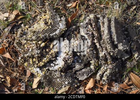 Die Hornet Nest zerstört. Auf der Oberfläche von einem Wespennest. Larven und Puppen von Wespen. Vespula vulgaris Stockfoto