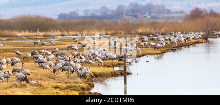 Schar von Kranichen auf einem Feld an einem Flussufer Stockfoto