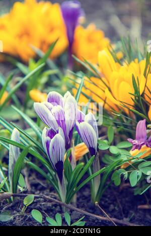 Blumen Krokusse auf Bokeh Hintergrund im sonnigen Frühlingswald unter Sonnenstrahlen Stockfoto