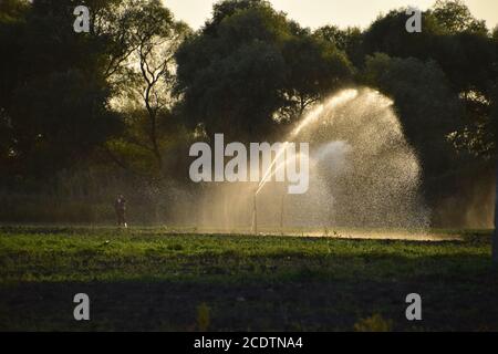 Das Bewässerungssystem im Bereich der Melonen. Die Bewässerung der Felder. Sprinklerschutz Stockfoto