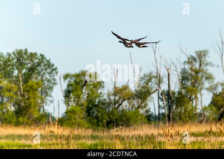 Zwei Kanadagänse fliegen über Sumpfland. Stockfoto