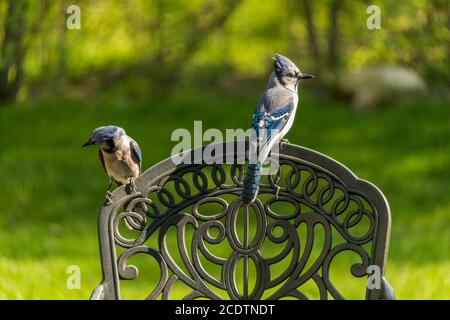 Blue Jay auf schmiedeeisernem Stuhl. Stockfoto