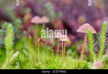 Makrofoto von leuchtend grünen Moospflanzen im Norden skandinavischer borealer Wald Stockfoto