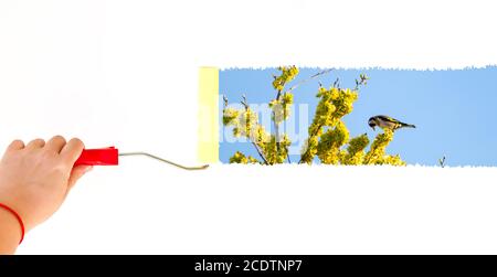 Eine Person, die einen Goldfinken auf einem Ast anstampfen Eine weiße Wand mit einem Bürstenrolle Stockfoto