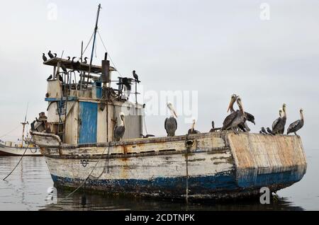 Pelikane und Kormorane Seevögel erholen auf der gebrochenen Fischerboot in regnerischen Tag. Natürliche Folge der peruanischen fauna Stockfoto