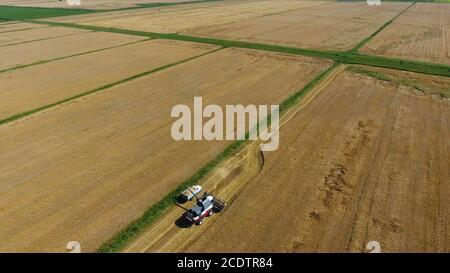 Ernte Gerstenernter. Felder von Weizen und Gerste, die Arbeit der landwirtschaftlichen Maschinen. Mähdrescher und Traktoren Stockfoto