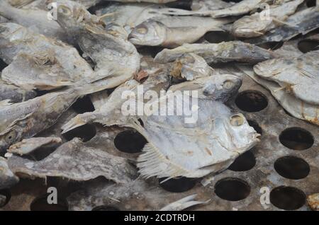 Racks von sonnengetrocknetem (guédj), gesalzenem und/oder geräuchertem Fisch (kétiakh) in Cayar (Senegal), einem unverzichtbaren Lebensmittel in ganz Westafrika Stockfoto