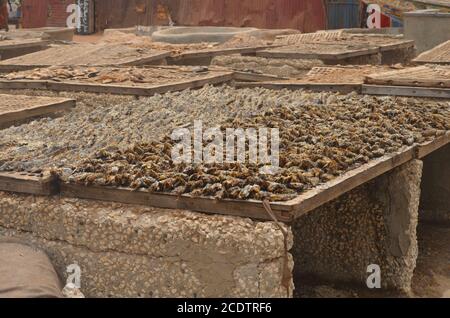 Racks von sonnengetrocknetem (guédj), gesalzenem und/oder geräuchertem Fisch (kétiakh) in Cayar (Senegal), einem unverzichtbaren Lebensmittel in ganz Westafrika Stockfoto