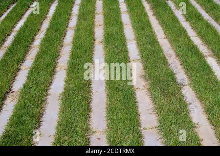 Zwischen den Steinplatten wachsen sogar lange Reihen von Grün Gras Stockfoto