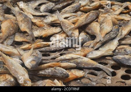 Racks von sonnengetrocknetem (guédj), gesalzenem und/oder geräuchertem Fisch (kétiakh) in Cayar (Senegal), einem unverzichtbaren Lebensmittel in ganz Westafrika Stockfoto