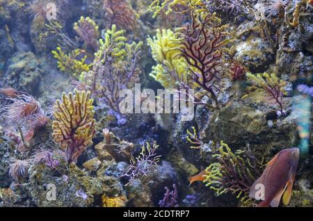 Abstrakter mariner Hintergrund. Korallen, Algen und exotische Meerfische. Stockfoto