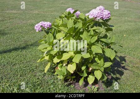 Ein junger Busch von rosa Hortensia wächst auf einem rustikalen Rasen Stockfoto