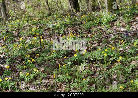 Erster Frühling April gelbe Blüten blühen auf sonniger Waldlichtung. Stockfoto