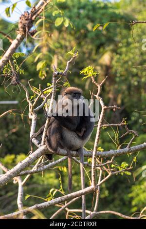 Affen und Wildnis auf den Dschungel Ort, hinter dem kleinen Ort Unawatuna, Sri Lanka Stockfoto
