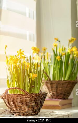 Morgensonne auf den Narzissen. Blüte gelbe Narzissen auf der Fensterbank in Körben, Nahaufnahme. Stockfoto