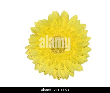 Gelbe Gerbera oder transvaal Gänseblümchen aus der Nähe, isoliert auf Weiß Stockfoto