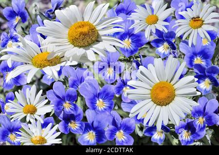 Weiße Kamillen unter blauen Veilchen - blühender Frühling oder Sommer Wiese Stockfoto