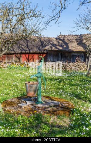 Wasserpumpe mit einem Eimer in einem Garten und blüht Holzanemonen Stockfoto