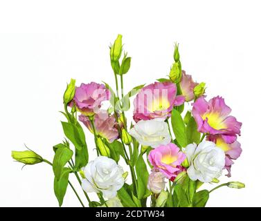 Bouquet von zartem Rosa mit gelben und weißen Eustoma (Lisianthus) Blumen Stockfoto