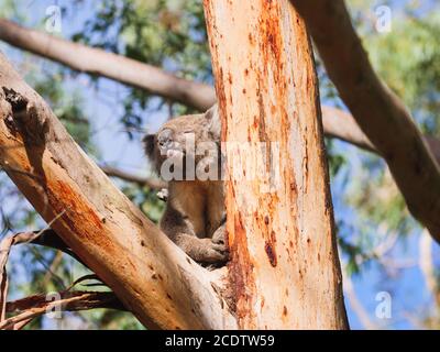 Schläfriger Koala am Baum Stockfoto