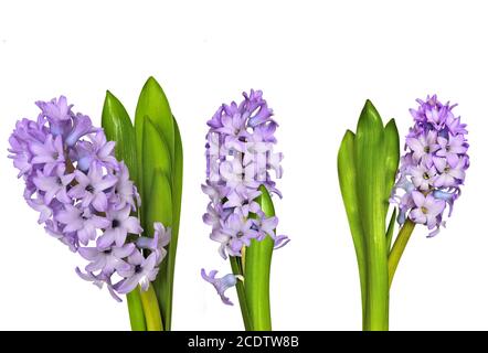 Drei blühende lila Hyazinthen-Blüten schließen sich auf weißem Hintergrund an Isoliert Stockfoto