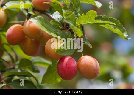 Mirabellen auf dem Baum (Prunus domestica subsp. Syriaca) Stockfoto