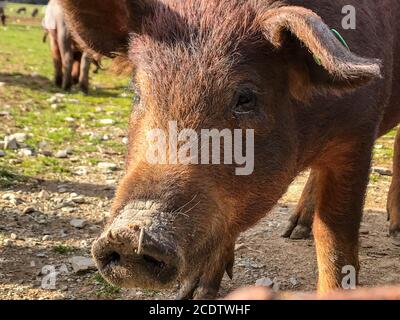 Eine Herde iberischer Schweine grast wild in der Farm in Spanien, auf der Weide mit Steineiche und blauen Himmel Stockfoto