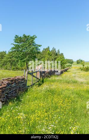 Blühende Sommerwiese mit einer Steinmauer und einem Tor Auf dem Land Stockfoto