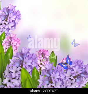 Frühe Frühling zarten floralen Hintergrund mit Hyazinthe Blumen und Schmetterlinge Stockfoto