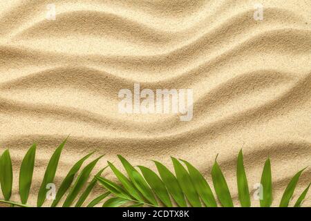 Sommer Hintergrund mit grünen Palmenblättern Stockfoto