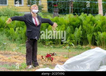 Route 114, NB, Kanada - 30. Juni 2020: Eine Trumpf-Vogelscheuche steht in einem Garten. Er trägt einen Anzug mit roter Streifenbinde und eine COVID-19 Maske. Stockfoto