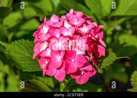 Fuchsia Hortensia Blume wächst im Garten Stockfoto