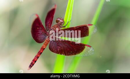 Grazil rote Libelle auf einem Grashalm, Flügel weit geöffnet, Makrofoto. Elegantes und zerbrechliches Insekt aus der familie odonata in der Nähe eines Teiches im Dschungel Stockfoto