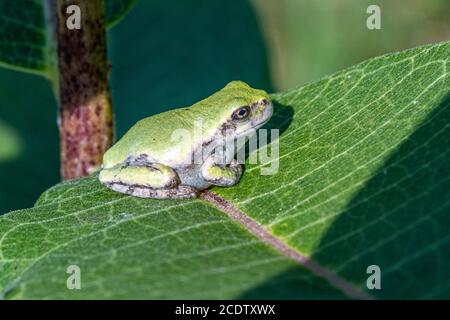 Ein unreifer grauer Baumfrosch, der auf einem Milchkrautblatt sitzt Stockfoto