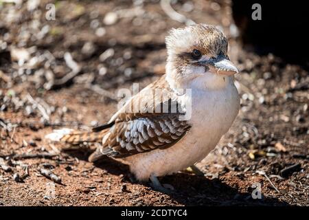 Lachend kookaburra (Dacelo novaeguineae) auf dem Boden. Cania Gorge National Park, Monto, Queensland, Australien Stockfoto