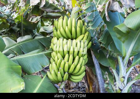 La Palma - Bananenbaum in Charco Azul Stockfoto