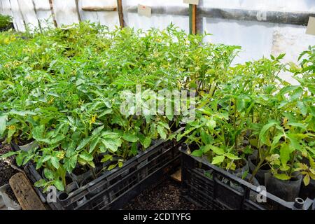 Sämlinge von Tomaten. Wachsende Tomaten im Gewächshaus Stockfoto