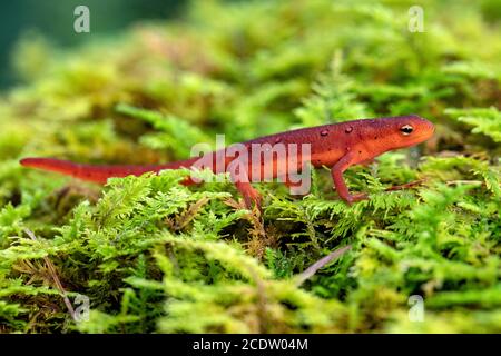 Red EFT of Eastern Newt (Notophthalmus viridescens) - DuPont State Recreational Forest in der Nähe von Hendersonville, North Carolina, USA Stockfoto